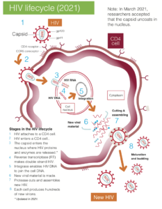 HIV LIFE CYCLE